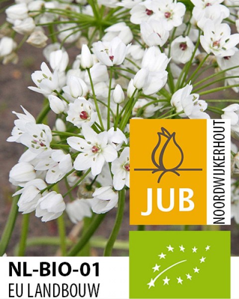 BIO Allium cowanii